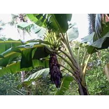 Great Banana Plants